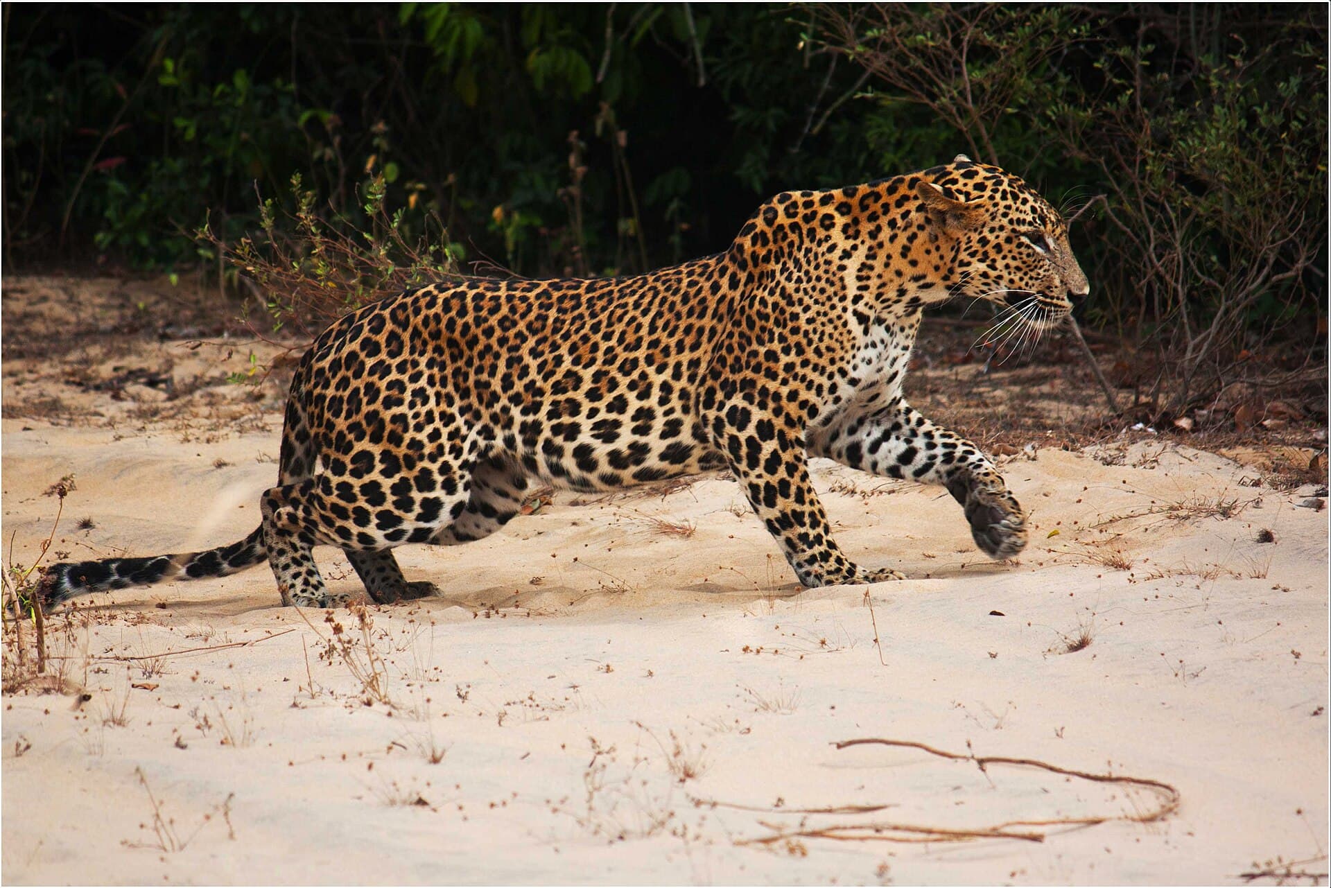 Yala & Wilpattu
